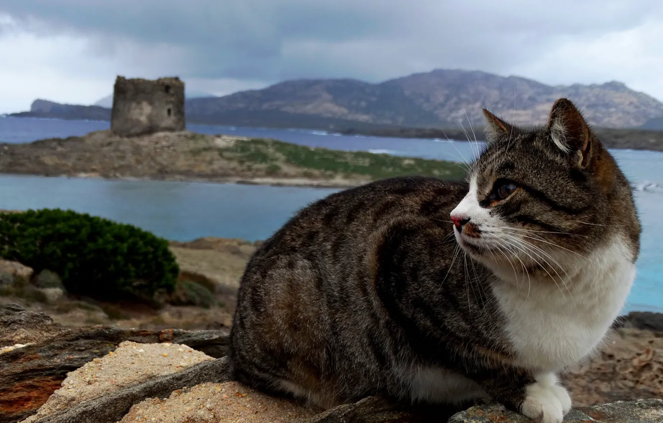 Photo wallpaper cat, cat, look, face, landscape, mountains, nature, pose
