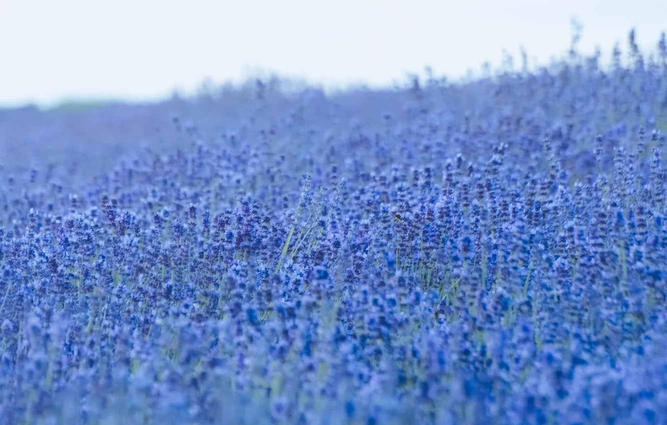 Photo wallpaper flowers, lavender, lavender field