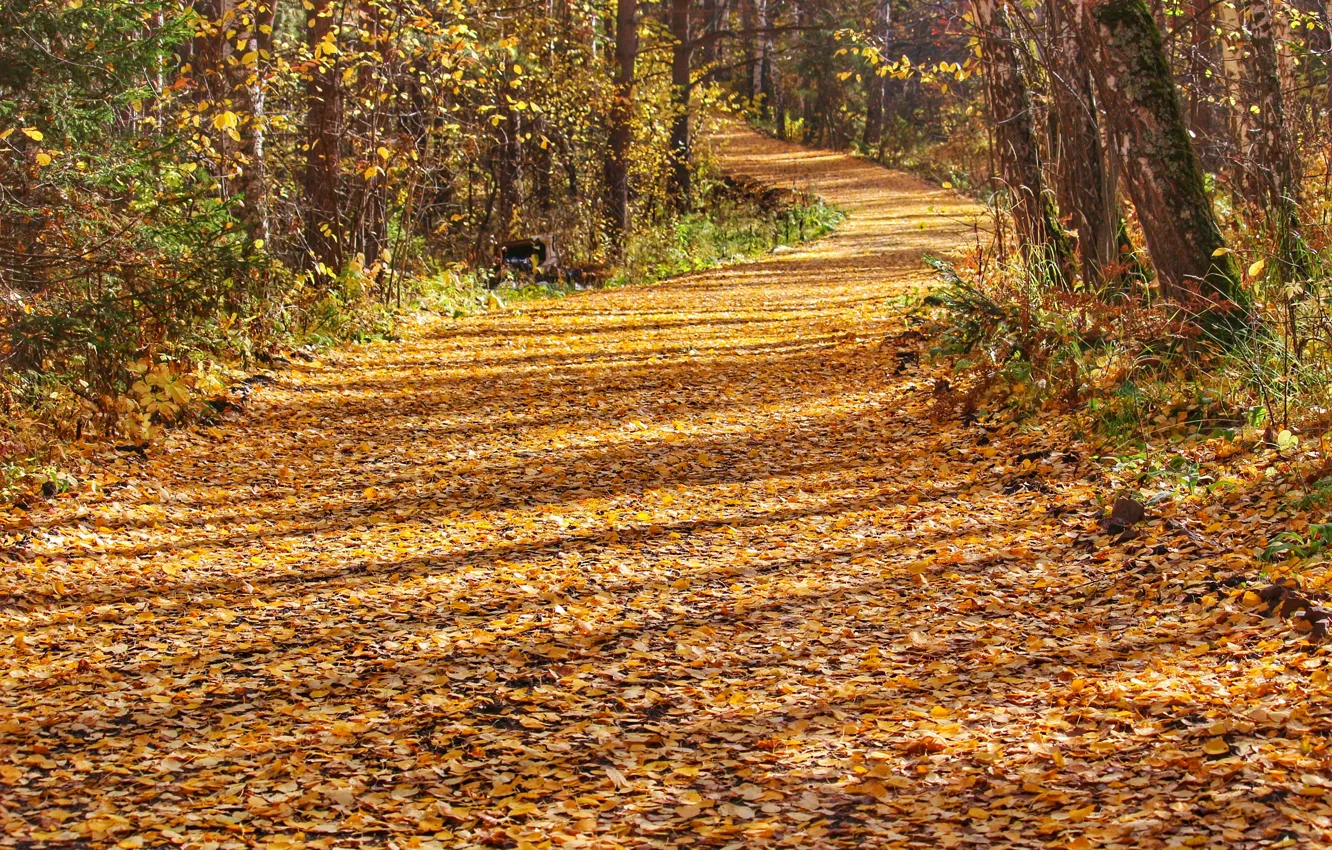 Photo wallpaper autumn, leaves, Forest, track