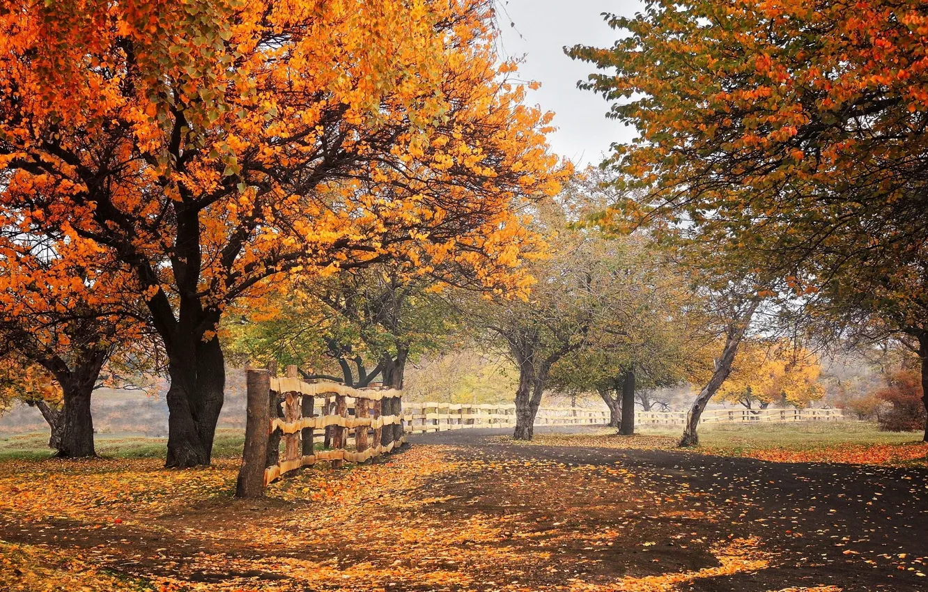 Photo wallpaper field, autumn, trees, fence