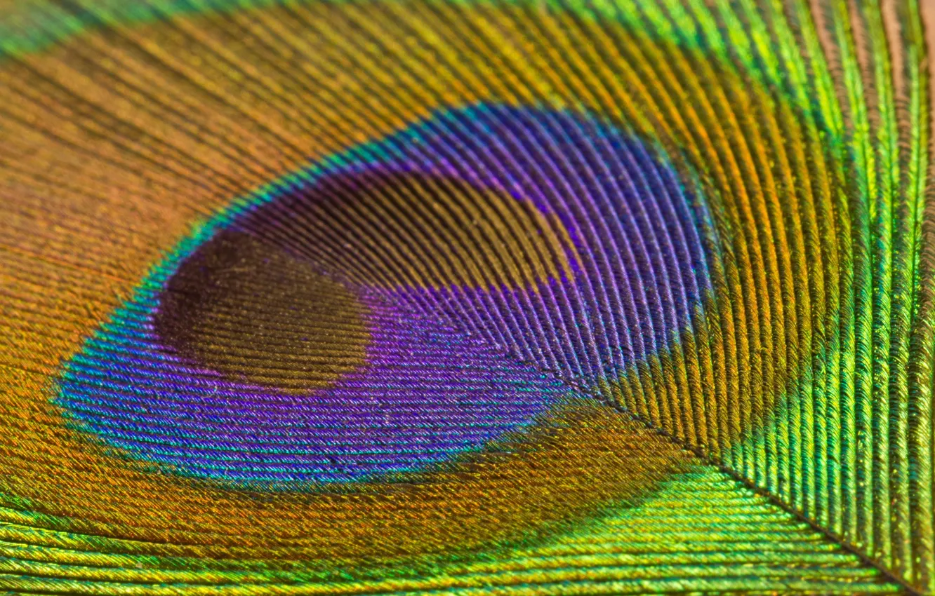 Photo wallpaper pen, pattern, texture, peacock