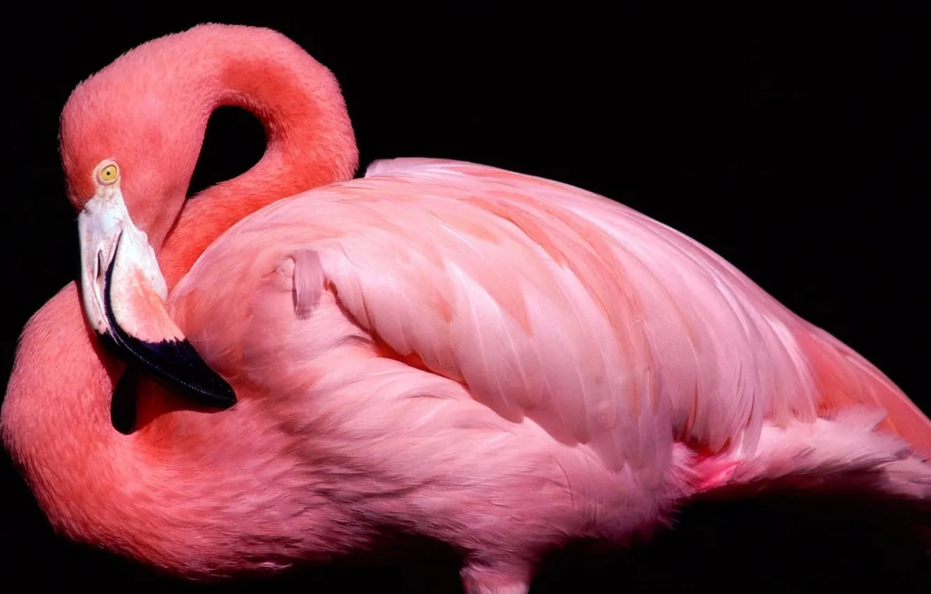 Photo wallpaper bird, Flamingos, black background, pink flamingo, eak, pink Color