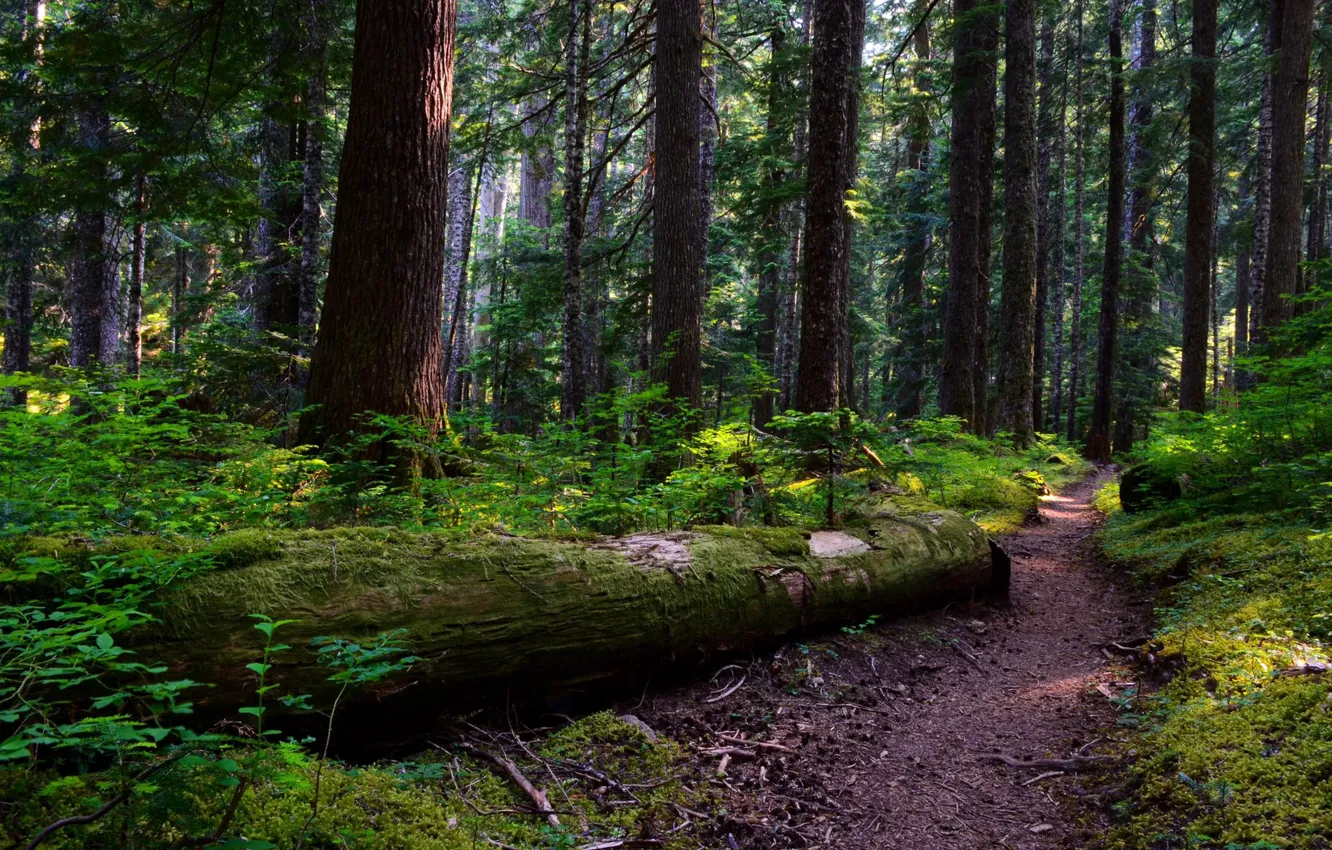 Photo wallpaper forest, trees, nature, path