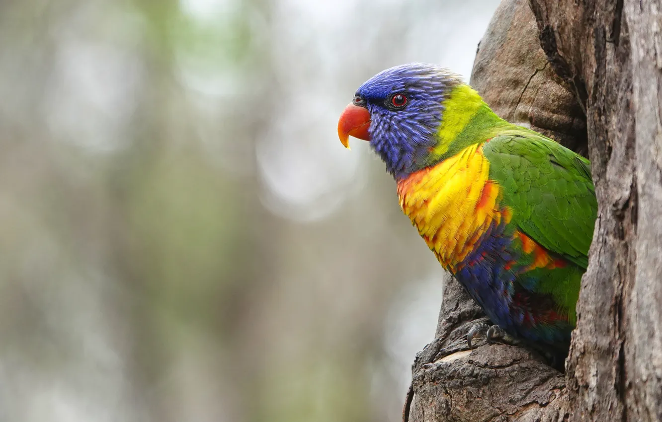 Photo wallpaper trees, background, bird, parrot, bokeh, the hollow, rainbow lorikeet, Rainbow lorikeet