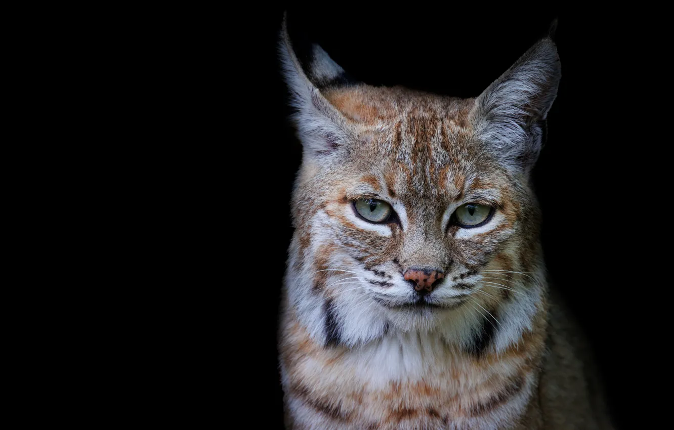 Photo wallpaper portrait, black background, lynx