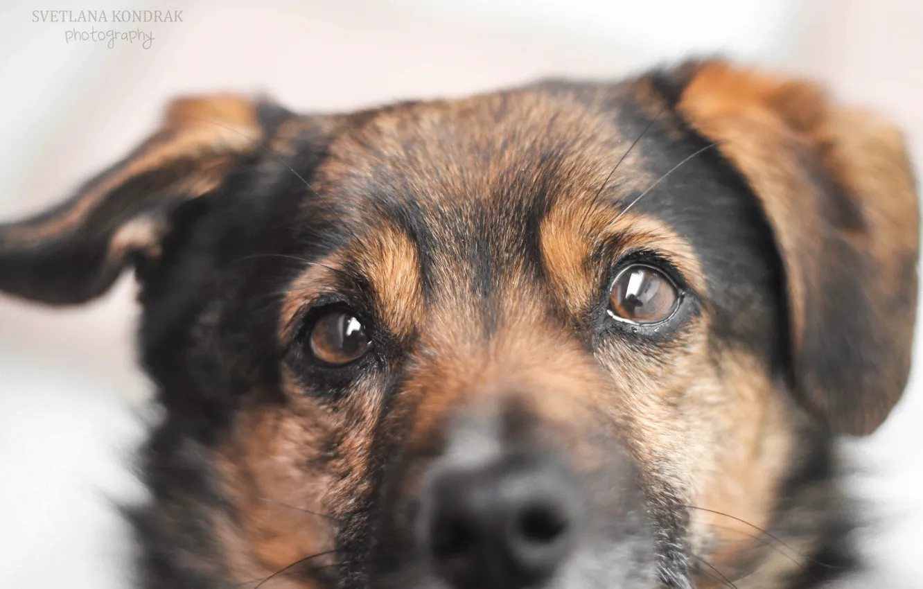 Photo wallpaper eyes, look, each, devotion, dog, mongrel, pooch