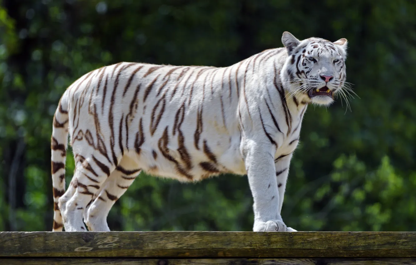 Photo wallpaper white, tiger, predator, roar