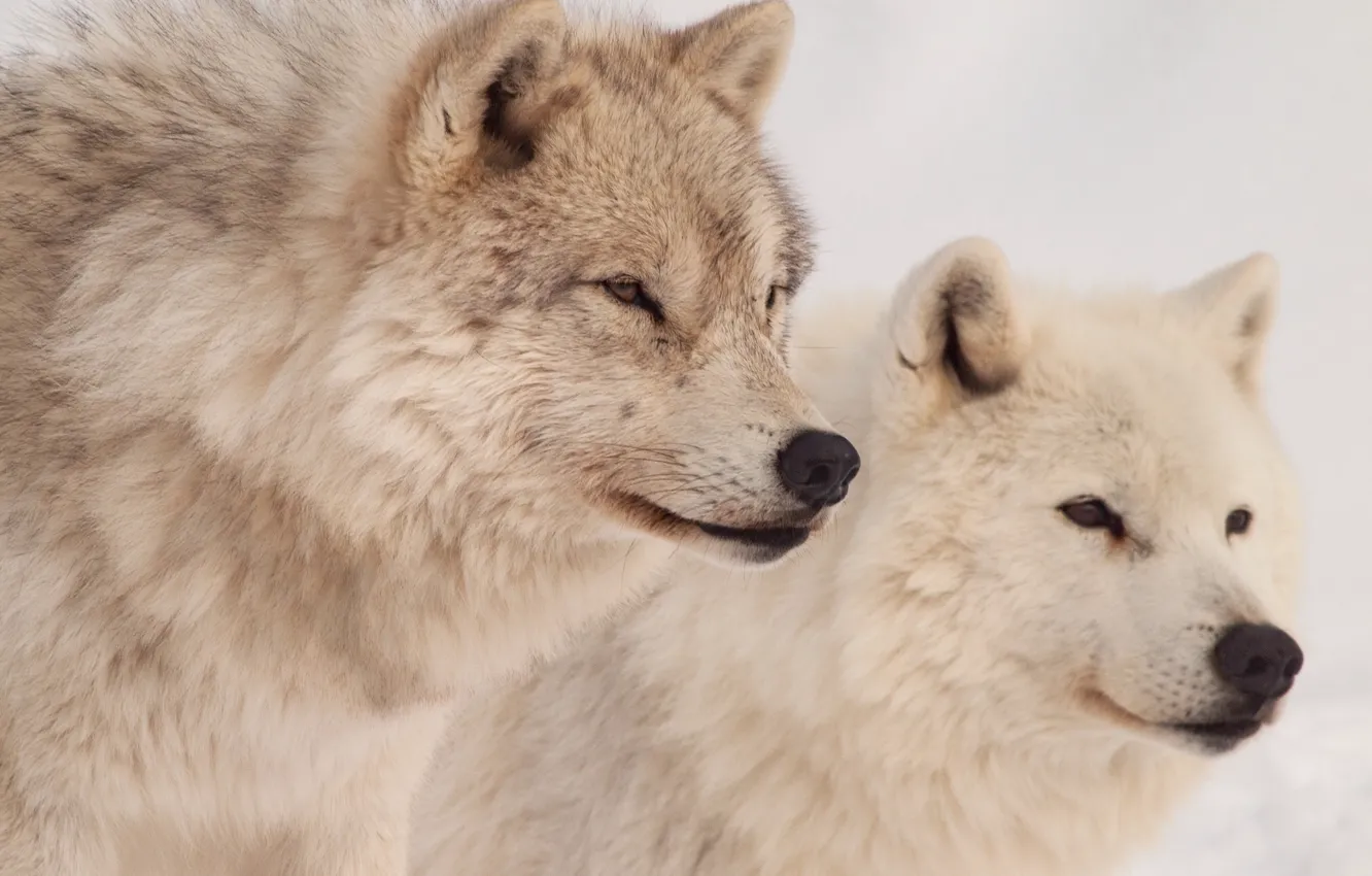 Photo wallpaper wolf, predator, medic