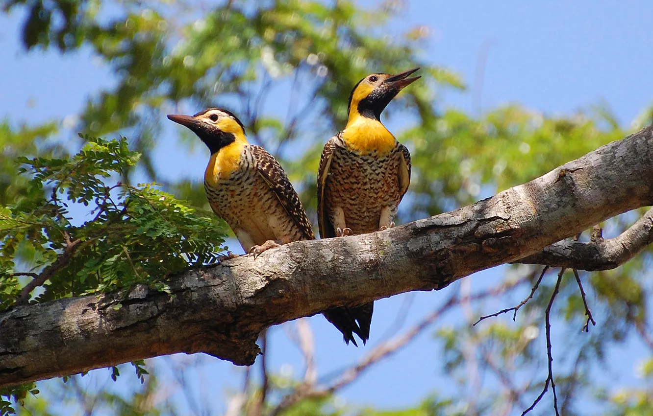 Photo wallpaper Yellow, Leaves, Branch, Couple, Woodpeckers, Colaptes Campestris