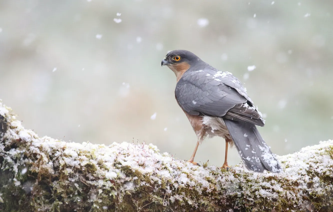 Photo wallpaper winter, snow, bird, moss, snowfall, predatory
