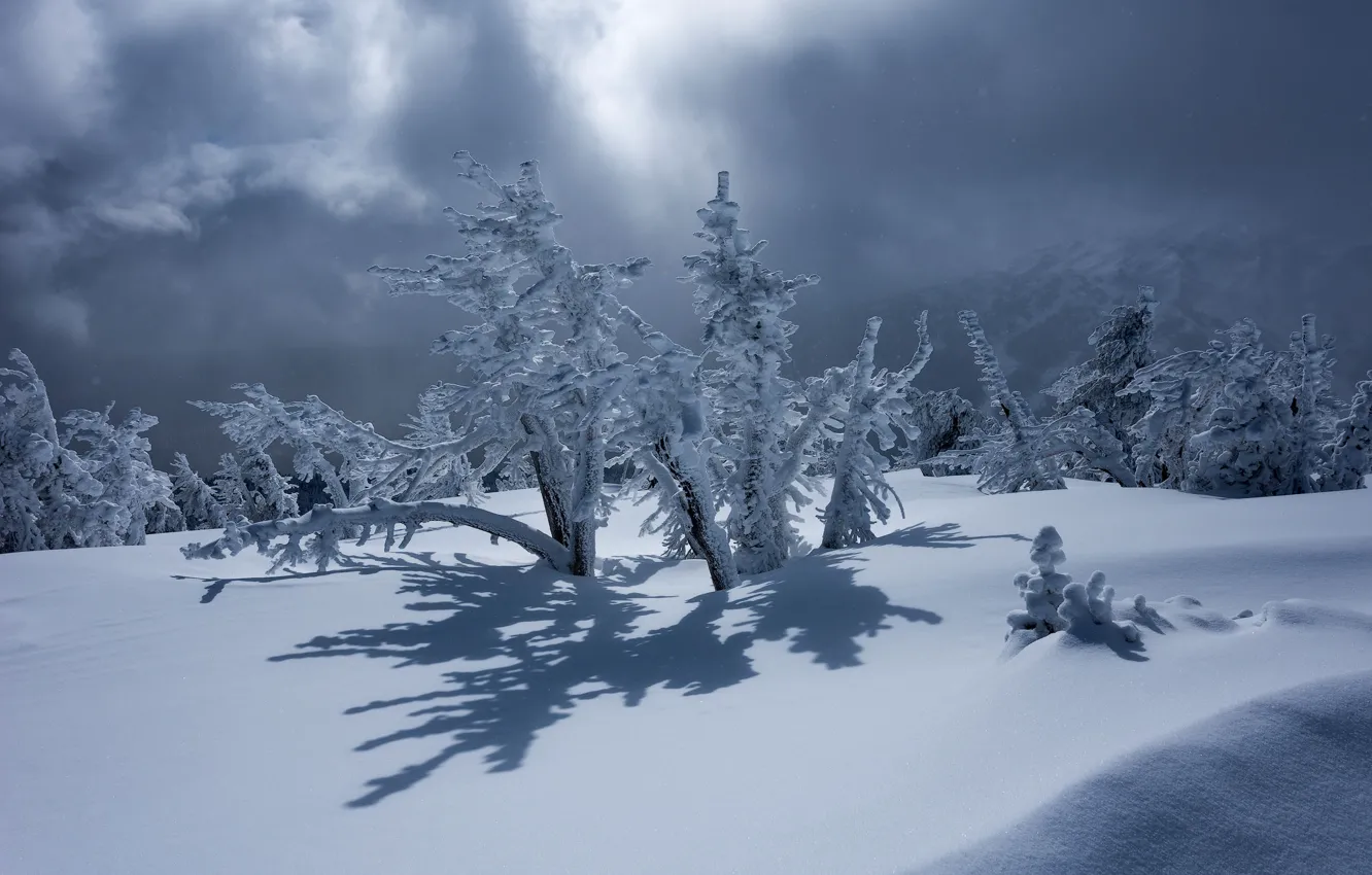Photo wallpaper winter, snow, trees, shadow, Oregon, the snow, Oregon, Mount Bachelor