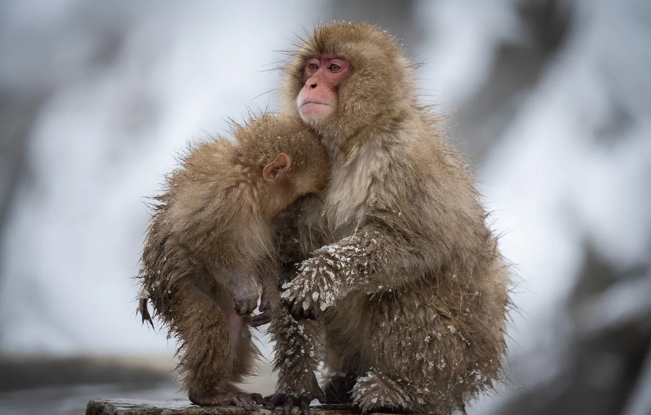 Photo wallpaper wet, animals, monkeys, furry