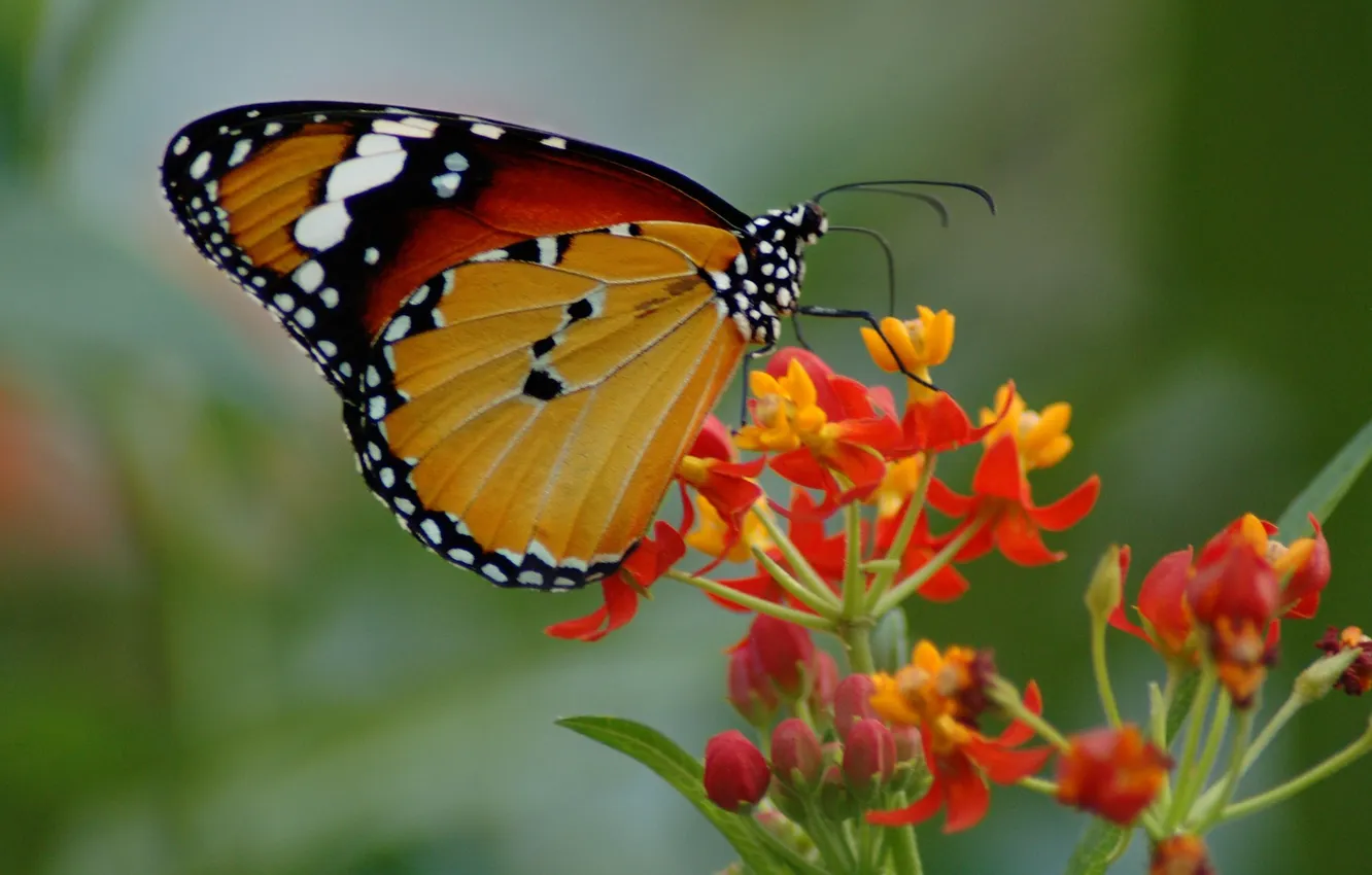 Photo wallpaper flowers, macro, butterfly, wings, beautiful, closeup