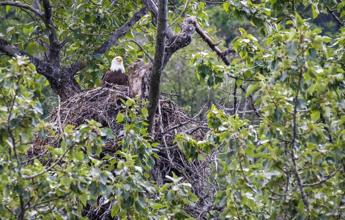 Photo wallpaper predator, socket, on the tree, bald eagle