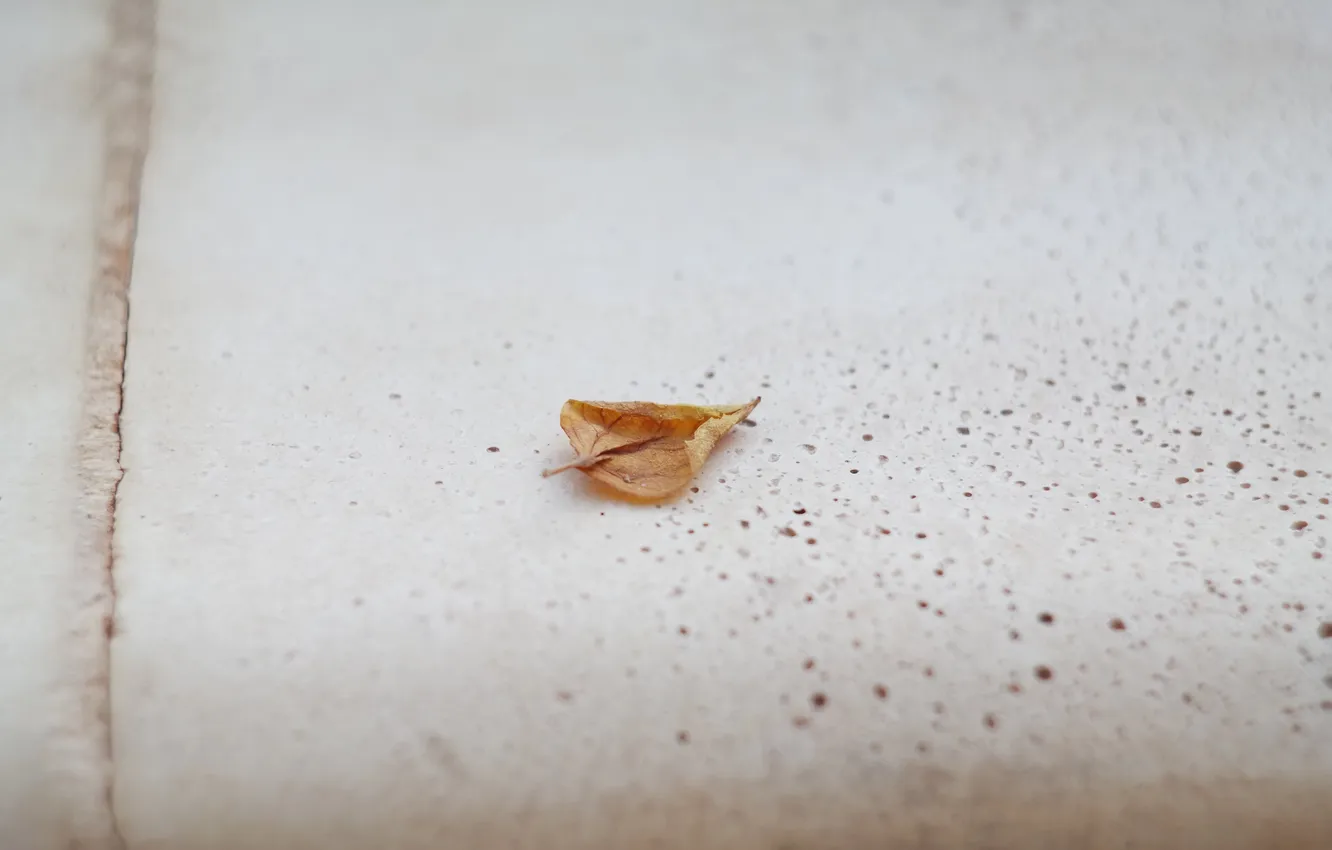 Photo wallpaper autumn, leaves, leaf