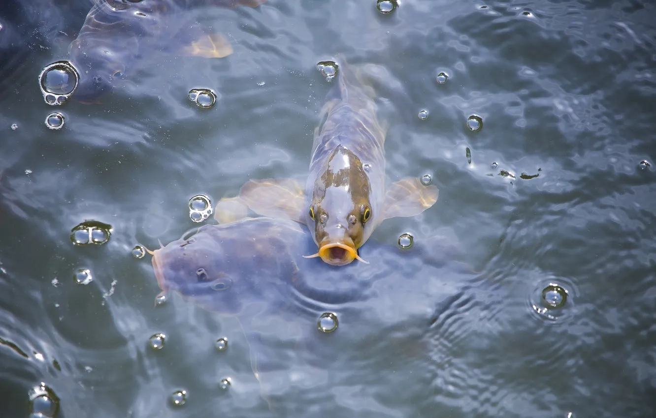 Photo wallpaper fish, carp, pond