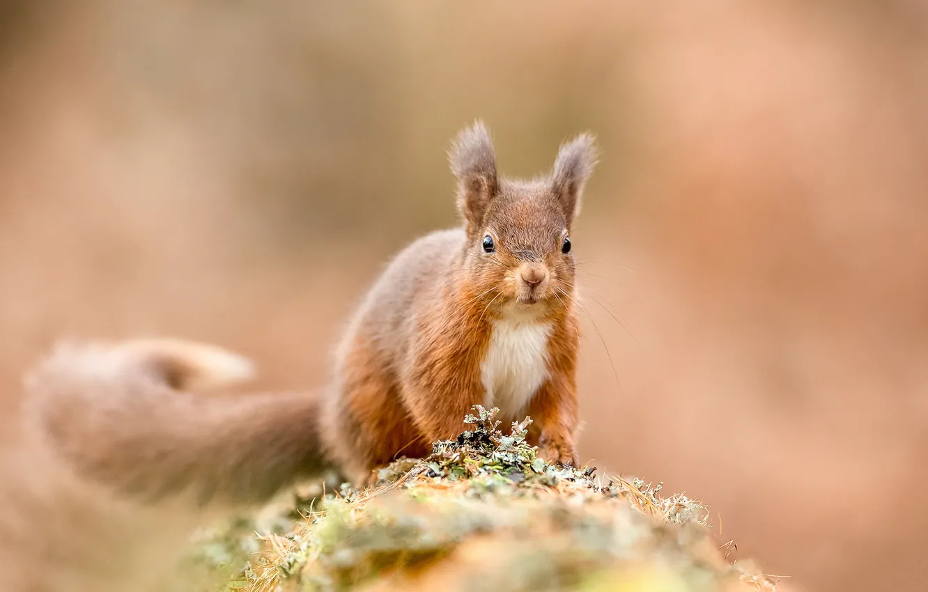 Photo wallpaper background, protein, red, rodent, pet