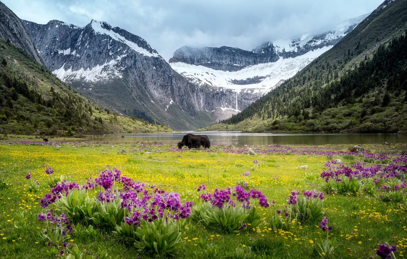 Photo wallpaper snow, flowers, mountains, nature, shore, slope, pasture, pond