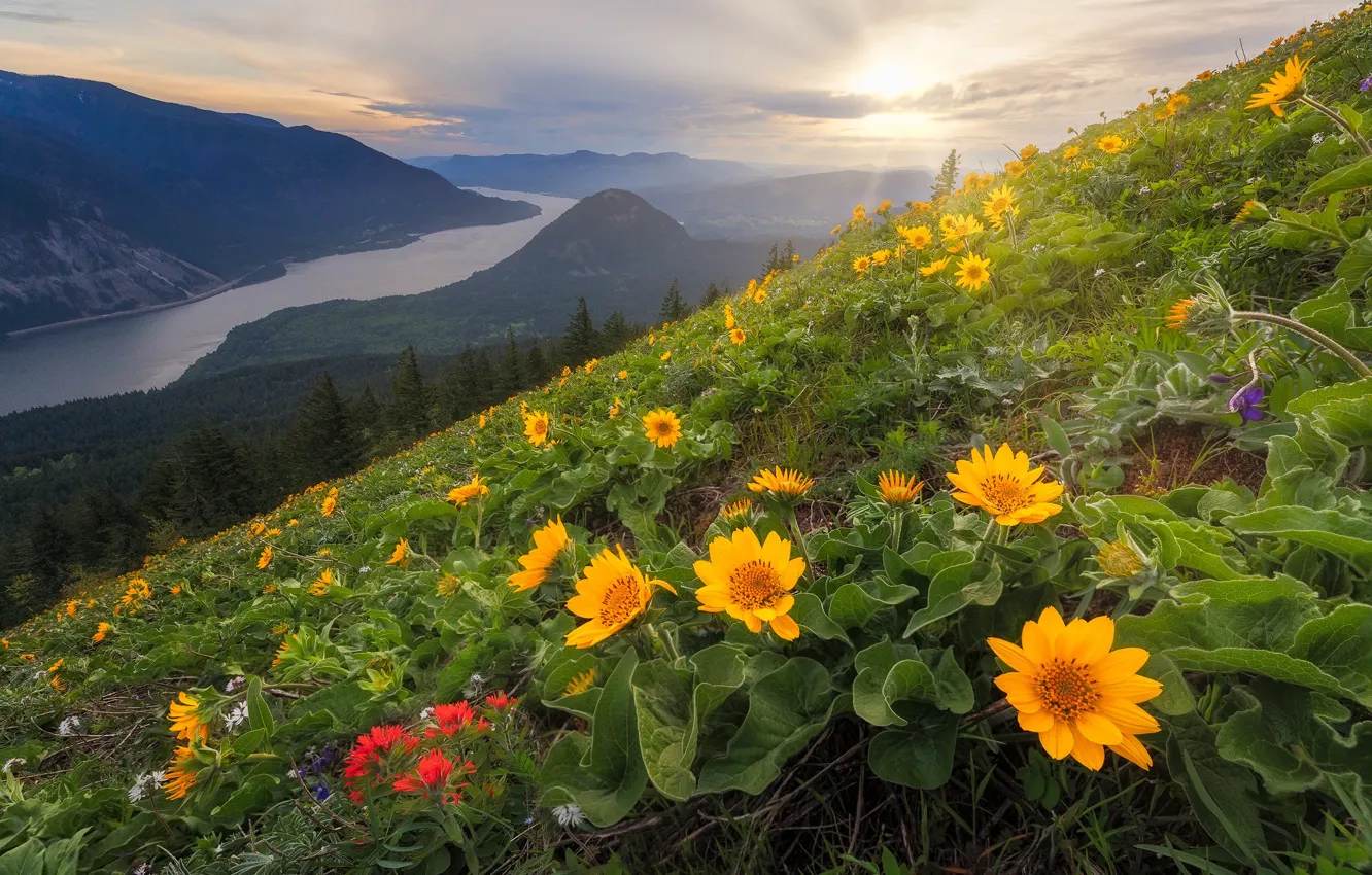 Photo wallpaper flowers, mountains, river, slope, Washington, Columbia River, Columbia River Gorge, The cascade mountains