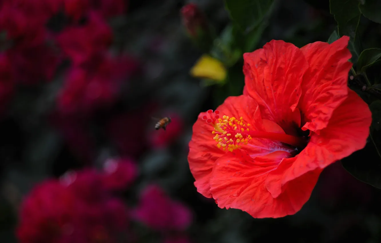 Photo wallpaper summer, macro, flowers, red, the dark background, bee, stamens, insect