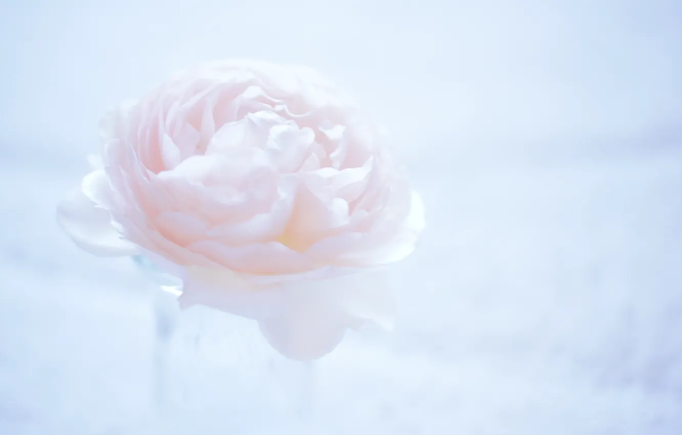 Photo wallpaper flower, macro, background, pink, light, Camellia