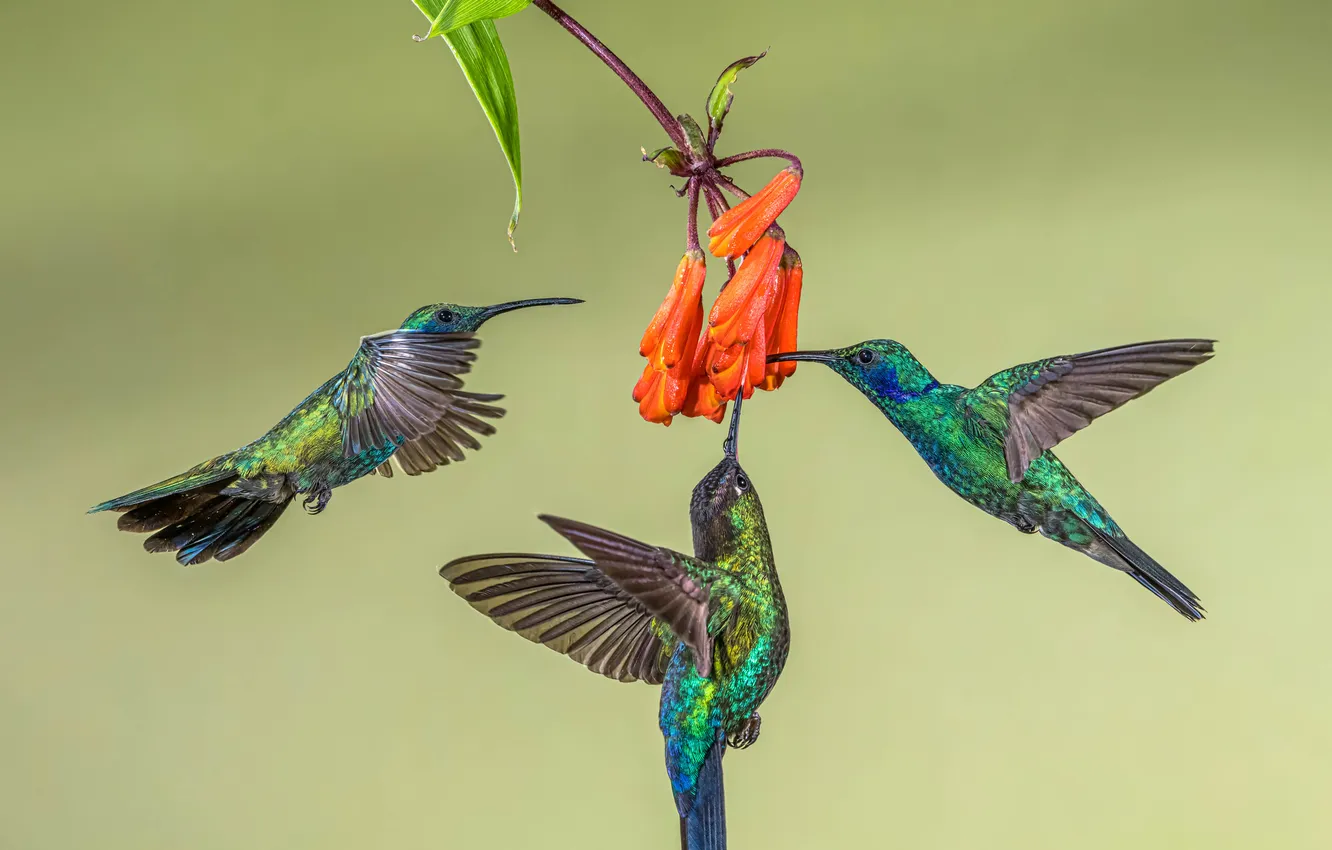 Photo wallpaper flowers, background, Hummingbird, trio