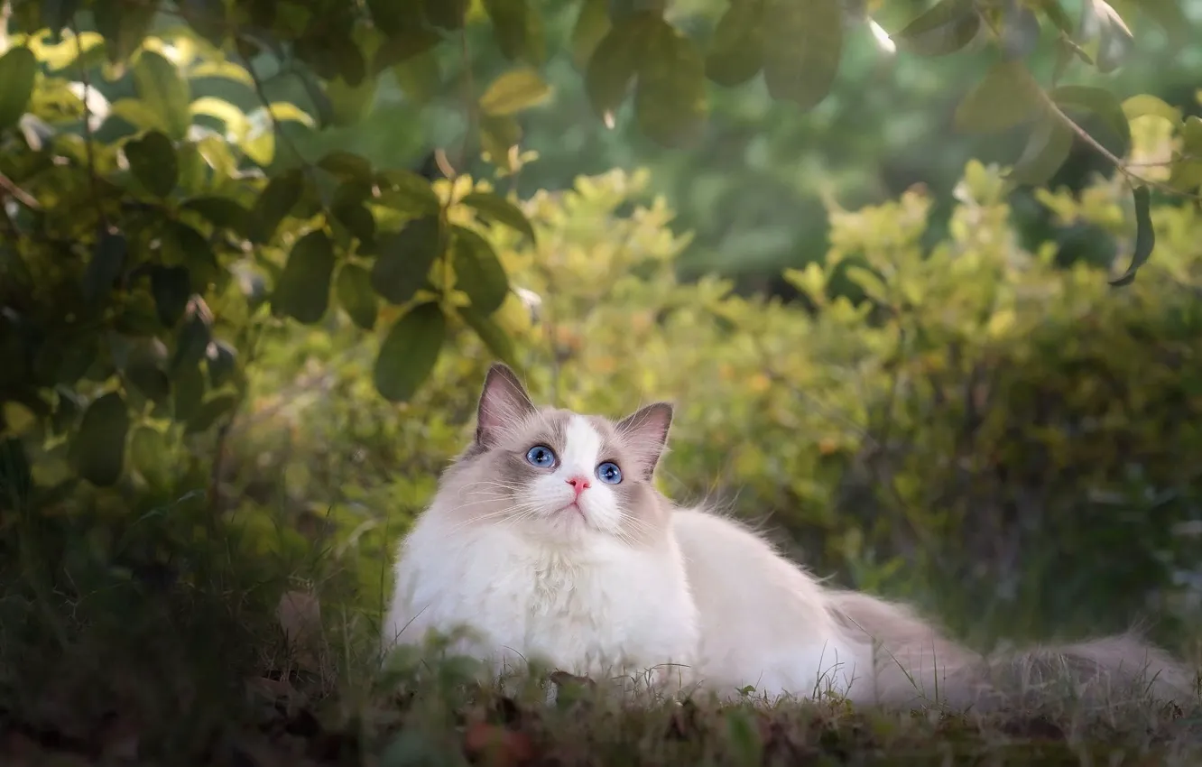 Photo wallpaper cat, grass, leaves, branches, nature, lies, kitty, blue eyes