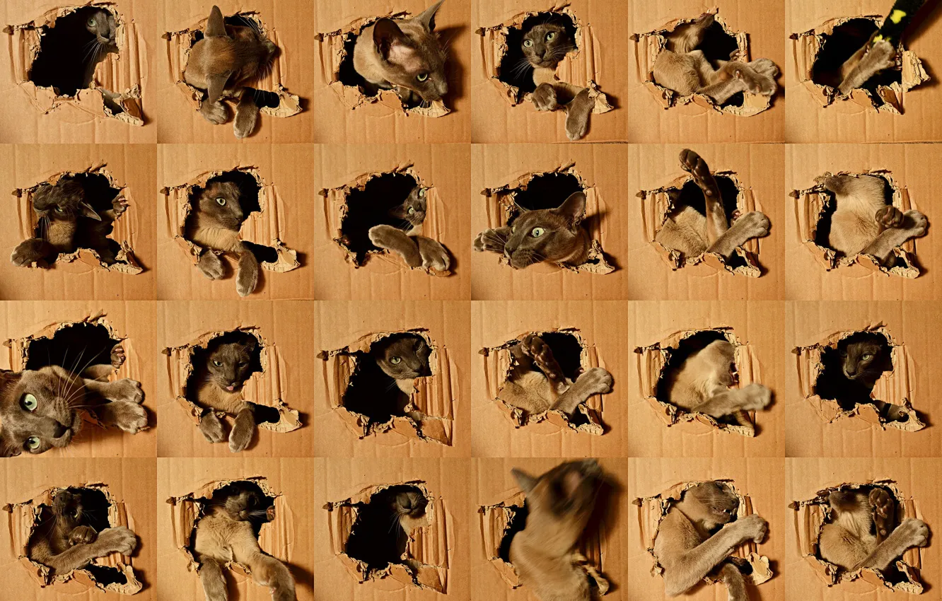 Photo wallpaper cat, face, pose, box, the game, hole, paws, hole