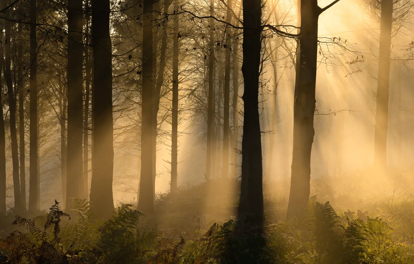 Photo wallpaper forest, the sun, rays, light, trees, fog, trunks, silhouettes
