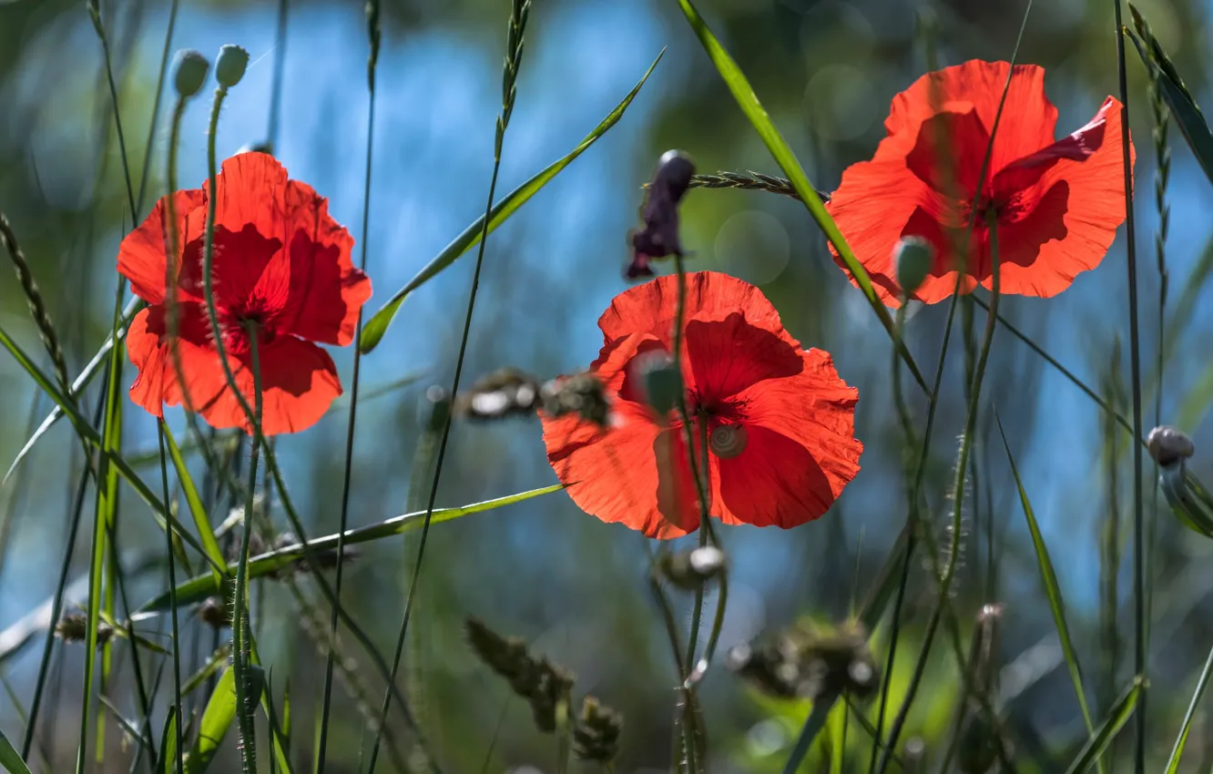 Photo wallpaper summer, grass, light, flowers, Mac, Maki, snail, petals