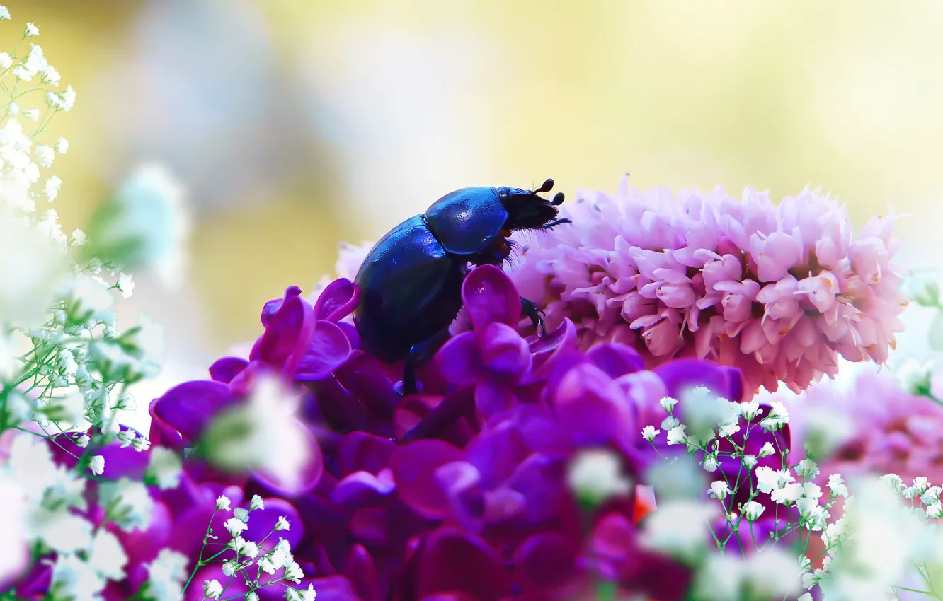 Photo wallpaper summer, macro, flowers, blue, background, beetle, insect, pink