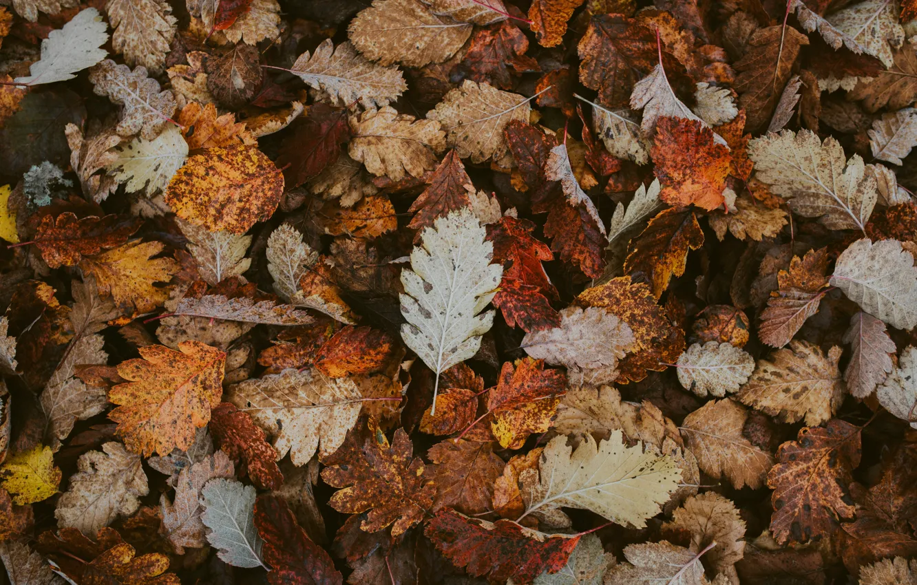 Photo wallpaper autumn, leaves, foliage, fallen, Dry