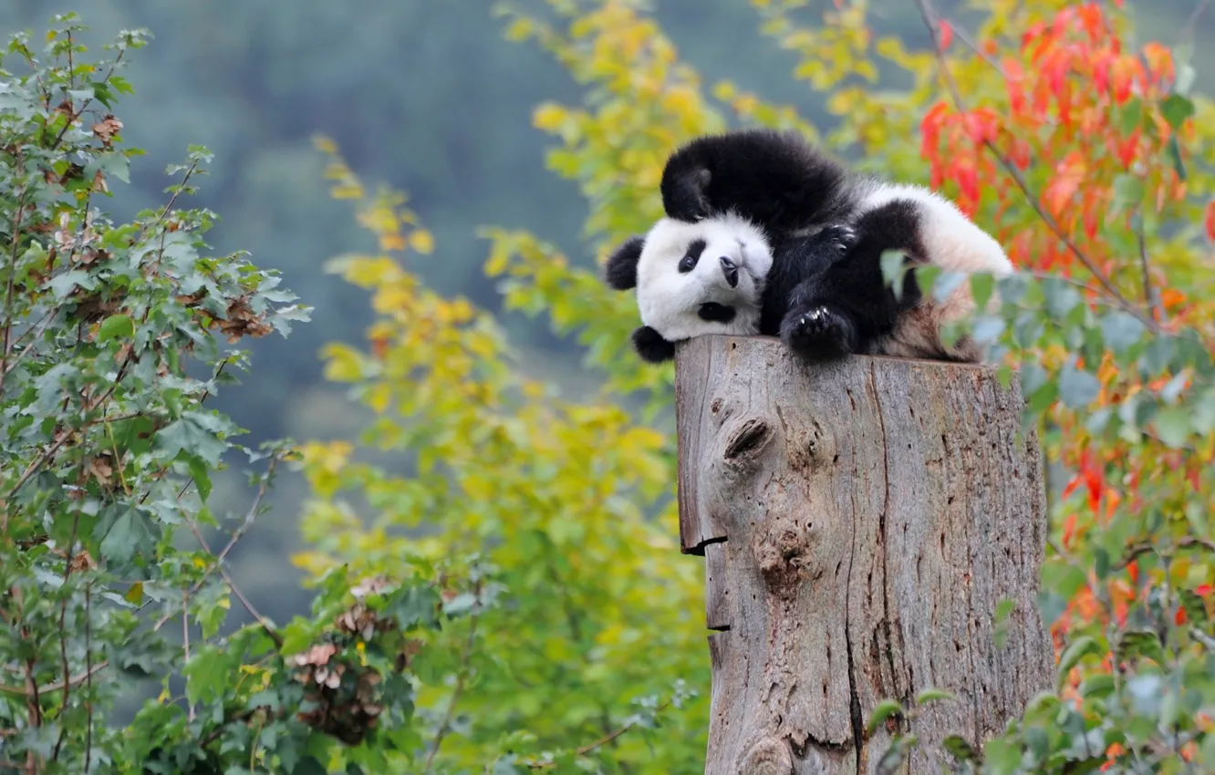 Photo wallpaper baby, Panda, bear