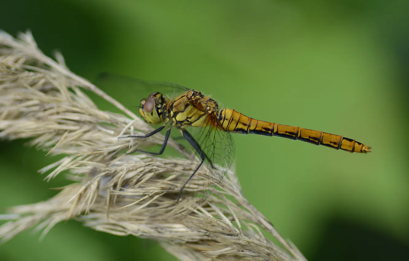 Photo wallpaper summer, macro, nature, strcase