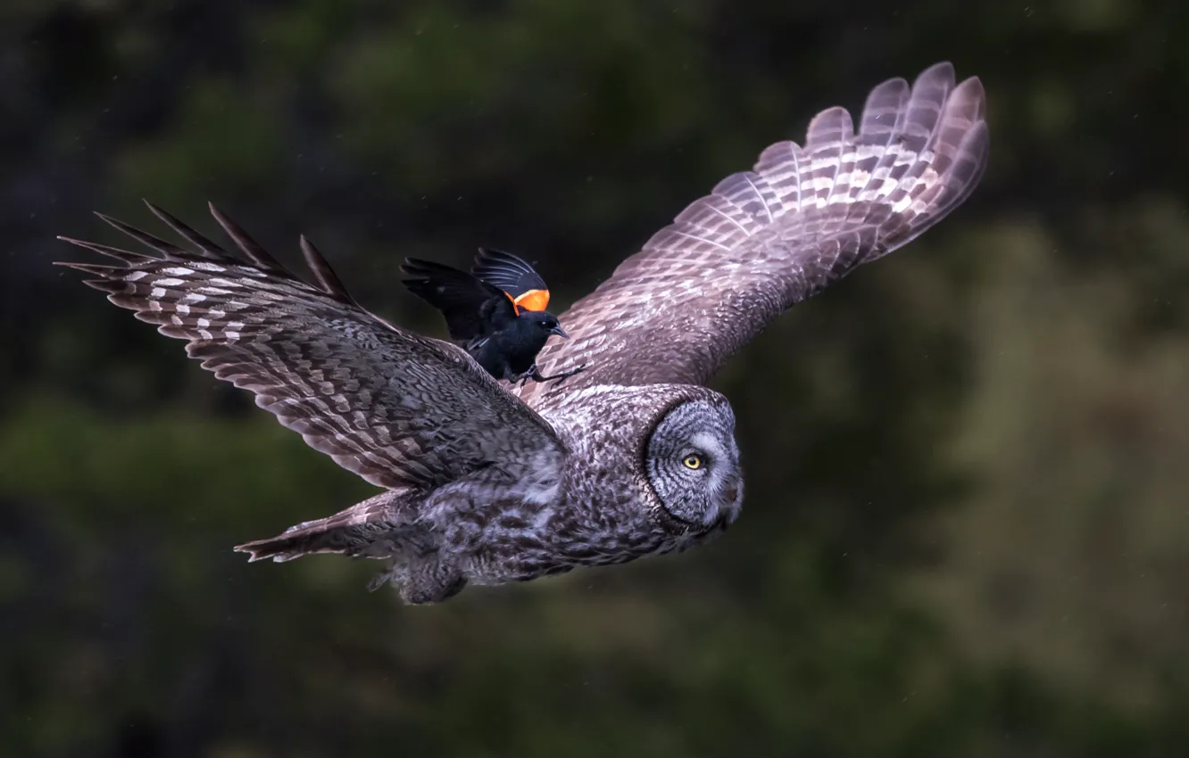 Photo wallpaper nature, owl, bird, thrush