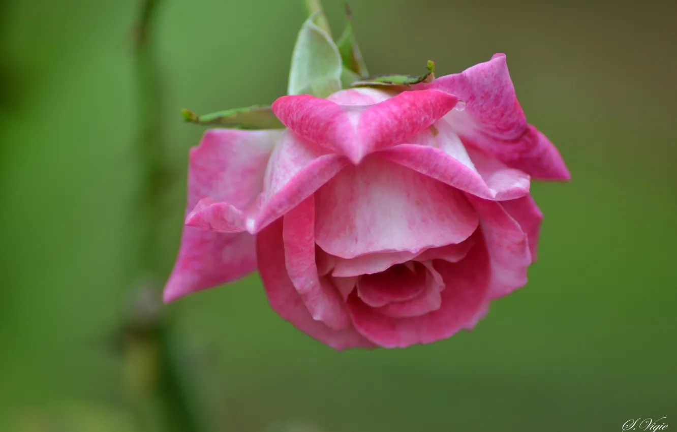 Photo wallpaper pink, rose, petals, Bud, rose, flowering, flower, pink