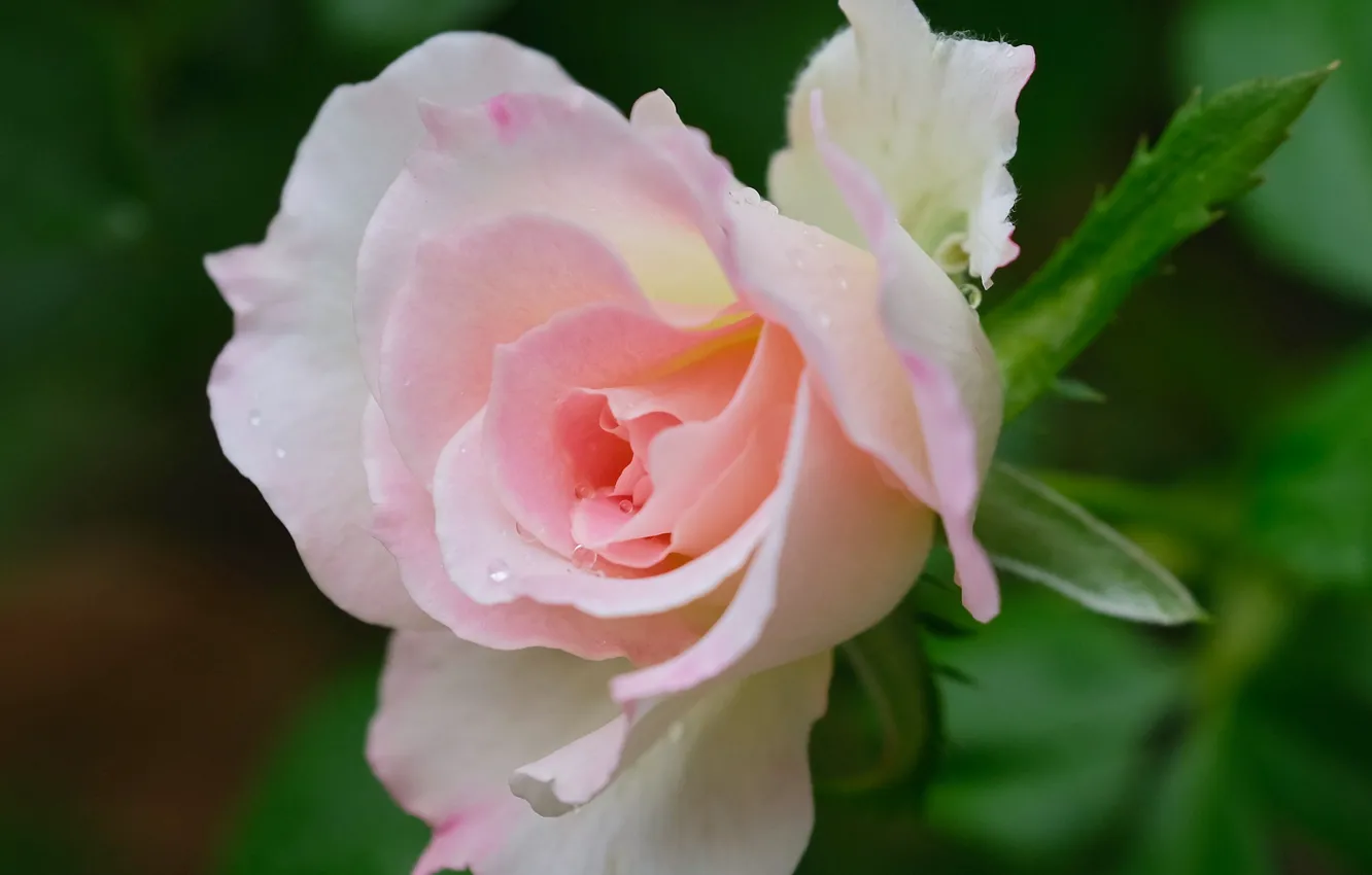 Photo wallpaper macro, pink, rose, Bud