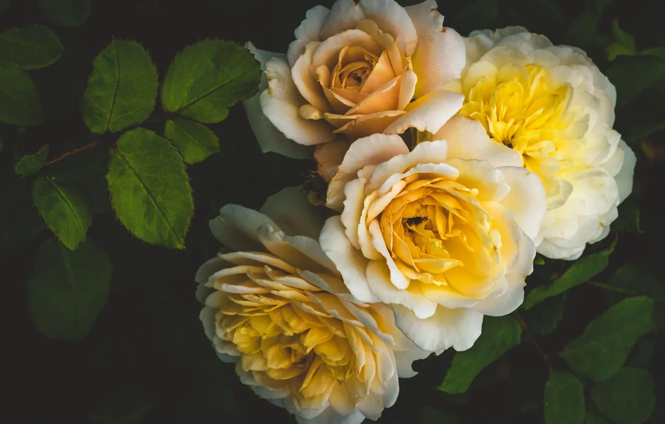 Photo wallpaper roses, yellow, petals