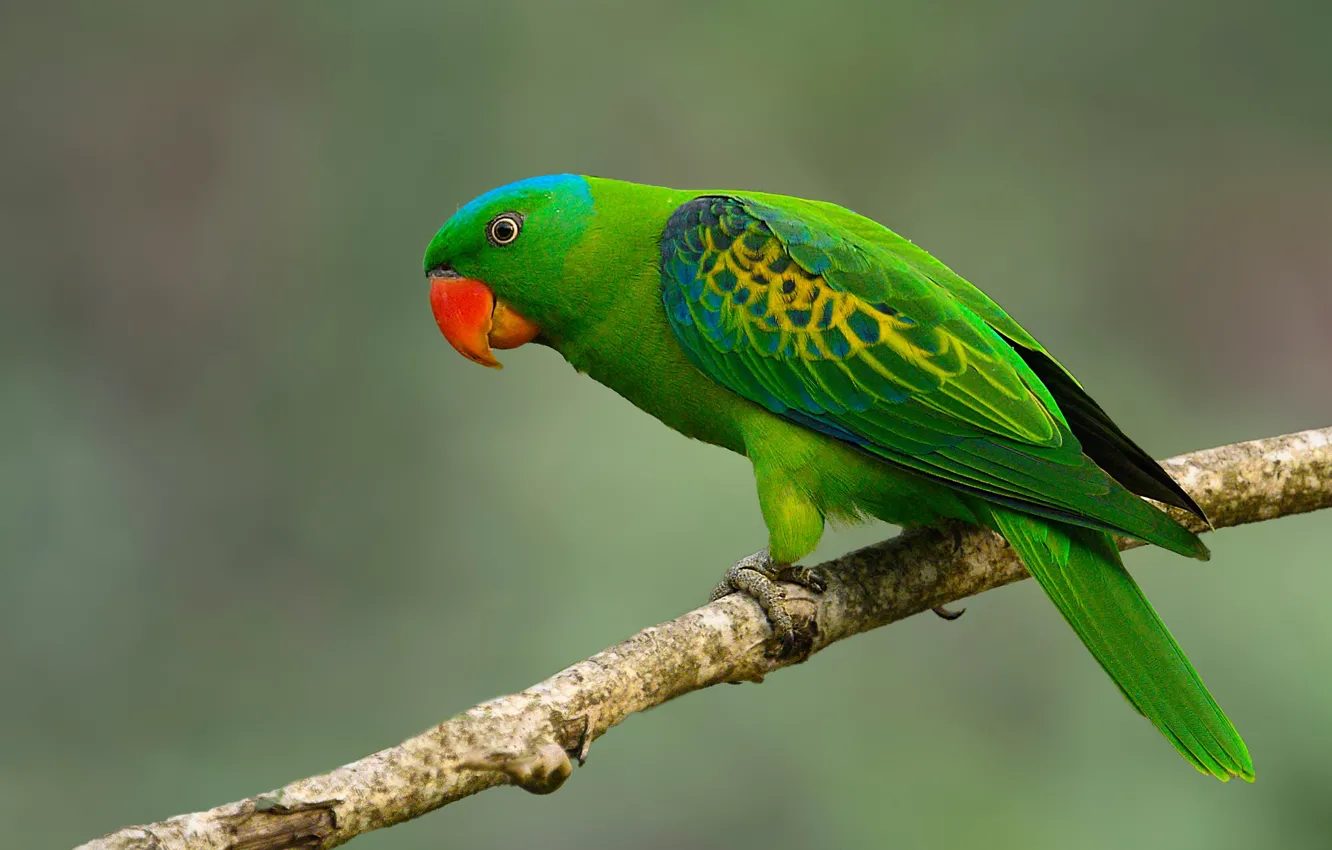 Photo wallpaper background, bird, branch, parrot, Sineshapochnaya a parrot