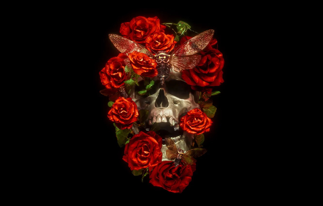 Photo wallpaper Flowers, Sake, Roses, Butterfly, Leaves, Black Background, Moths