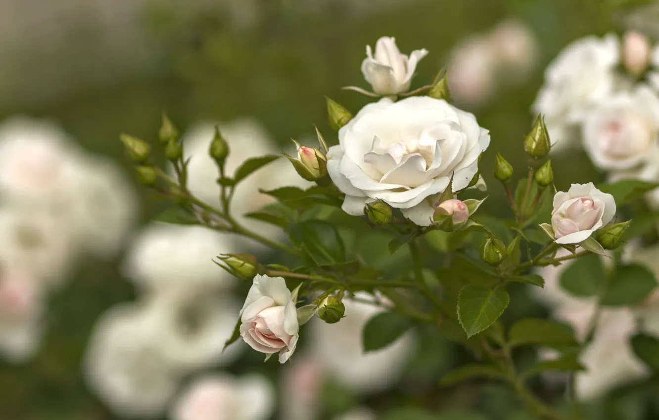 Photo wallpaper flowers, roses, the bushes, rosebuds