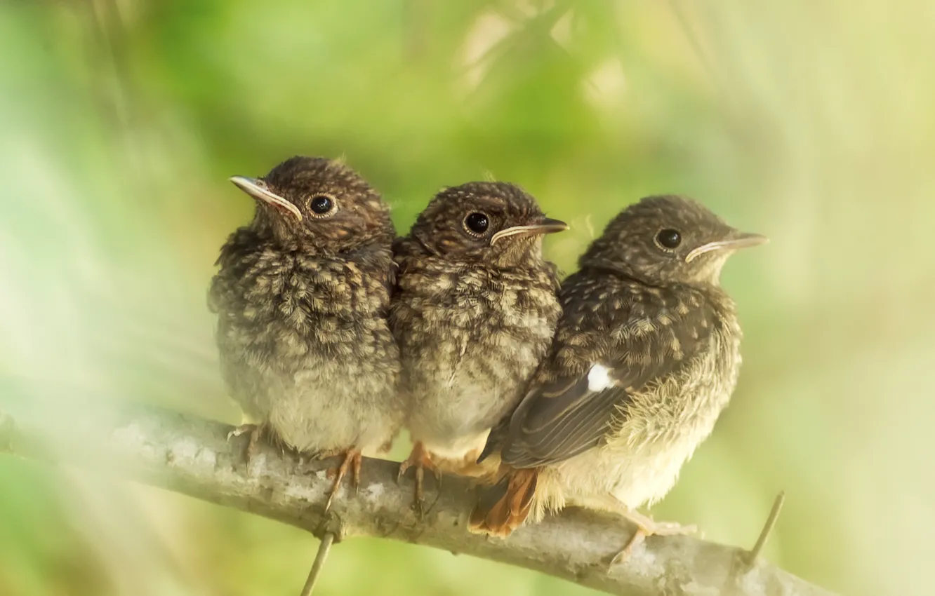 Photo wallpaper branches, baby, Chicks