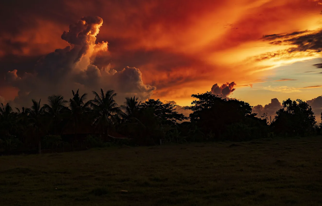 Photo wallpaper the sky, clouds, trees, landscape, sunset