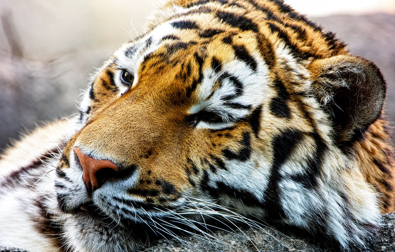 Photo wallpaper face, predator, wild cat, The Amur tiger