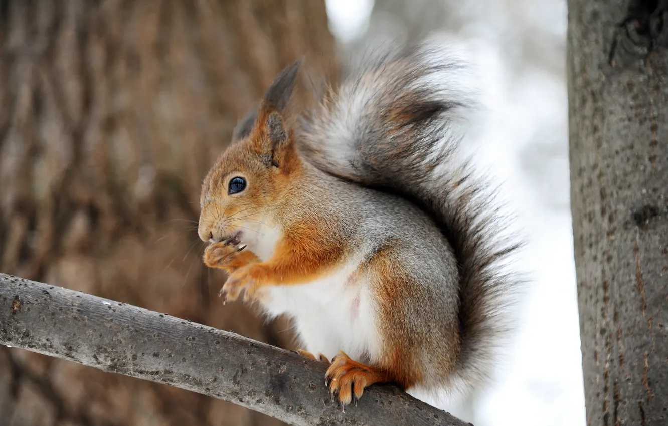Photo wallpaper trees, branches, protein, squirrel, rodent