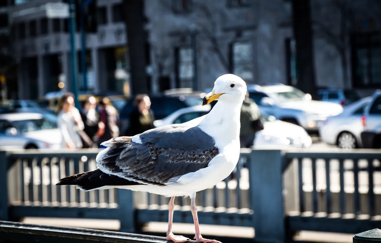 Photo wallpaper the city, bird, street, seagulls, fence