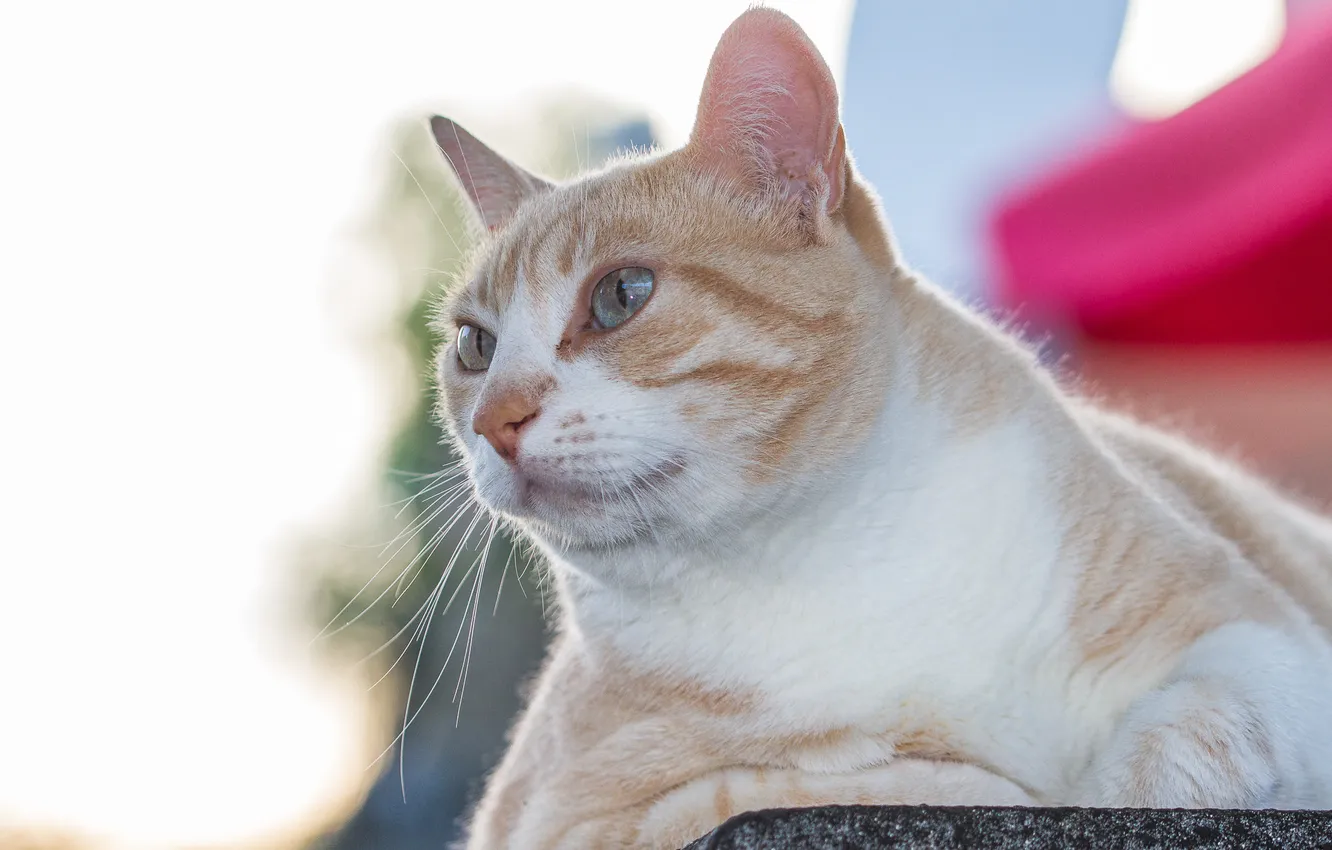 Photo wallpaper eyes, mustache, Tomcat, pug