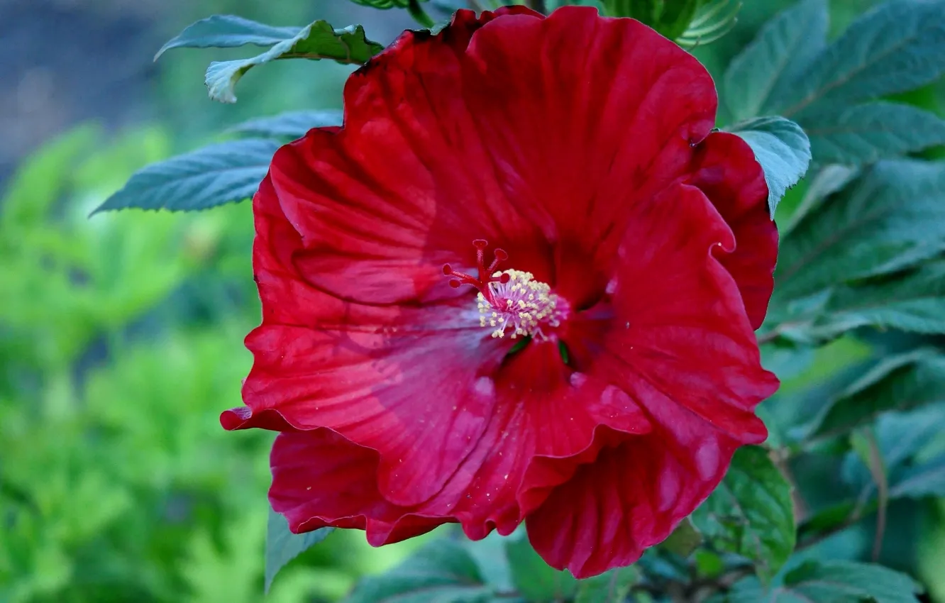 Photo wallpaper macro, hibiscus, Chinese rose