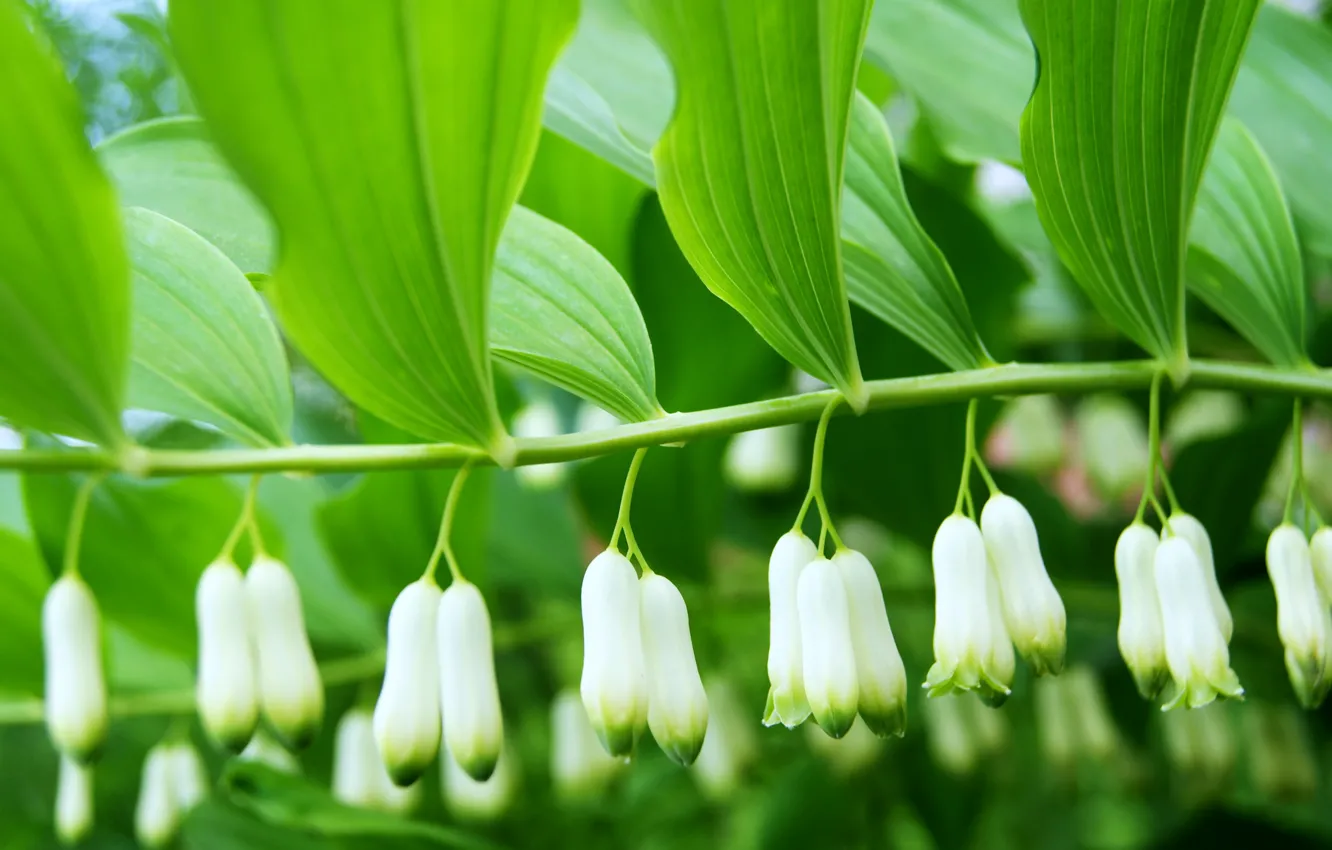 Photo wallpaper leaves, green, white, bells