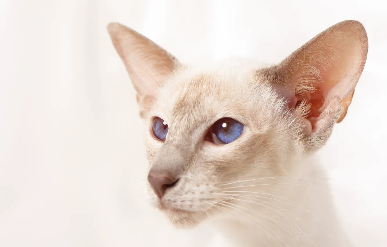 Photo wallpaper eyes, cat, background